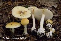 Image of Amanita praecox