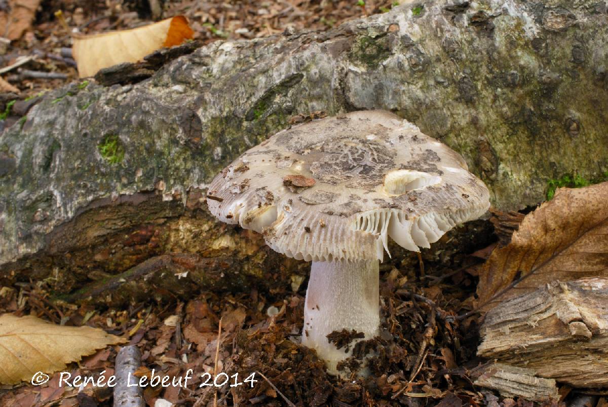 Amanita rhacopus image