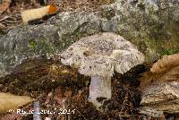 Amanita rhacopus image