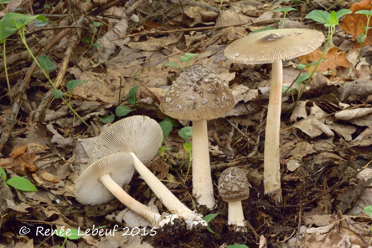 Amanita rhacopus image