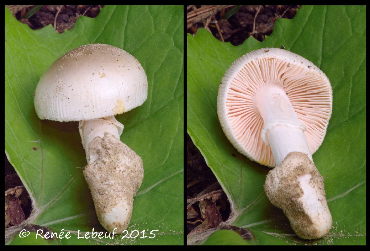 Amanita ristichii image