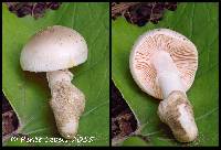 Image of Amanita ristichii