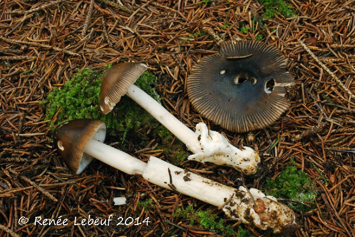 Amanita subnigra image