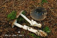 Image of Amanita subnigra