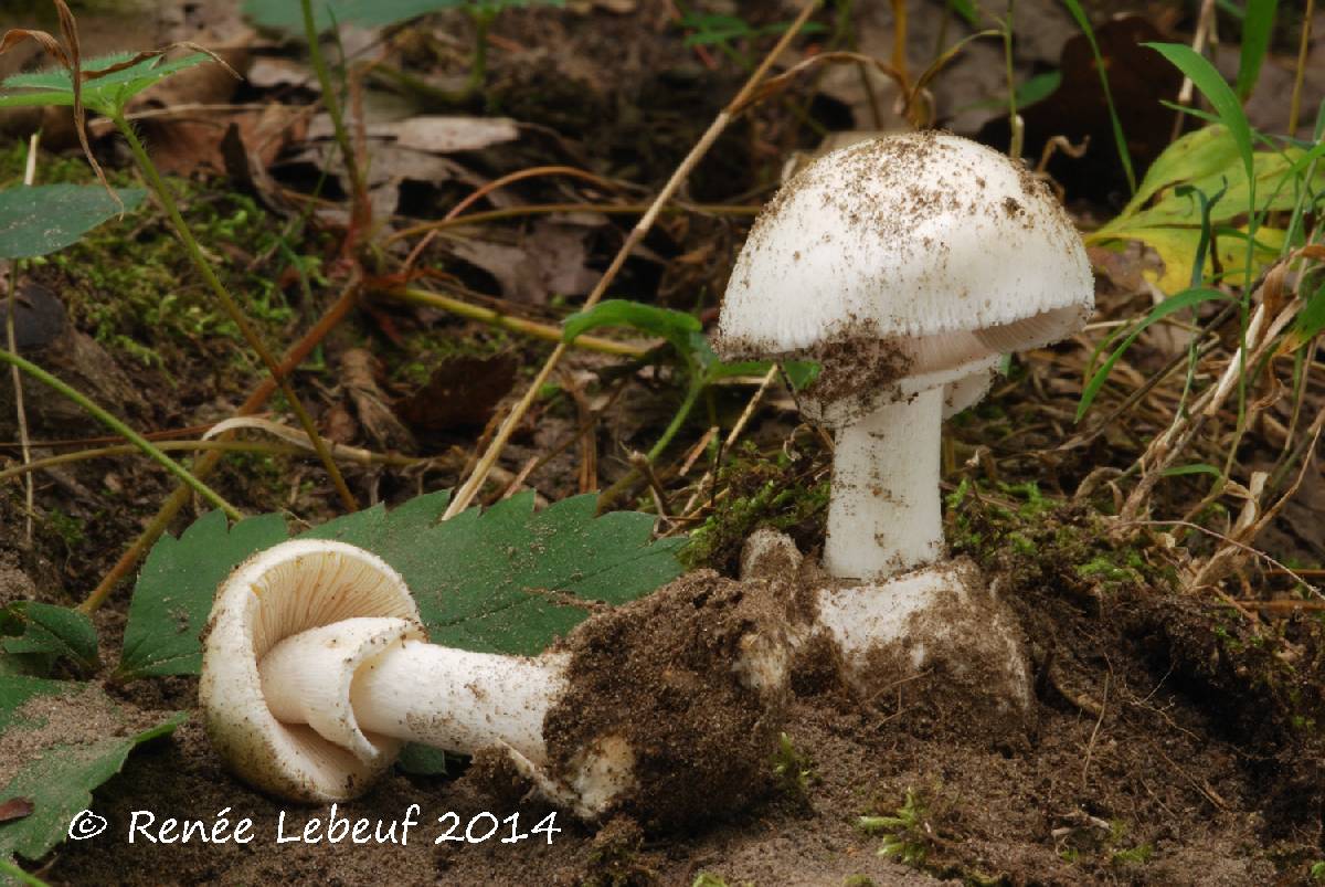 Amanita decipiens image