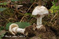 Image of Amanita decipiens