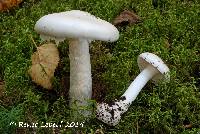 Amanita virosa image