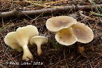 Ampulloclitocybe clavipes image