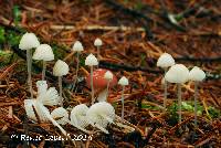 Mycena flavoalba image