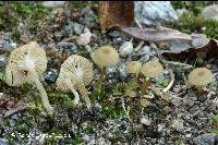 Image of Mycena pseudogrisella