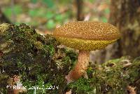 Boletellus chrysenteroides image