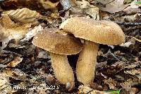 Boletus atkinsonii image