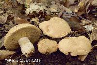 Boletus atkinsonii image