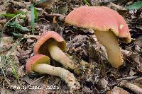 Boletus sensibilis image