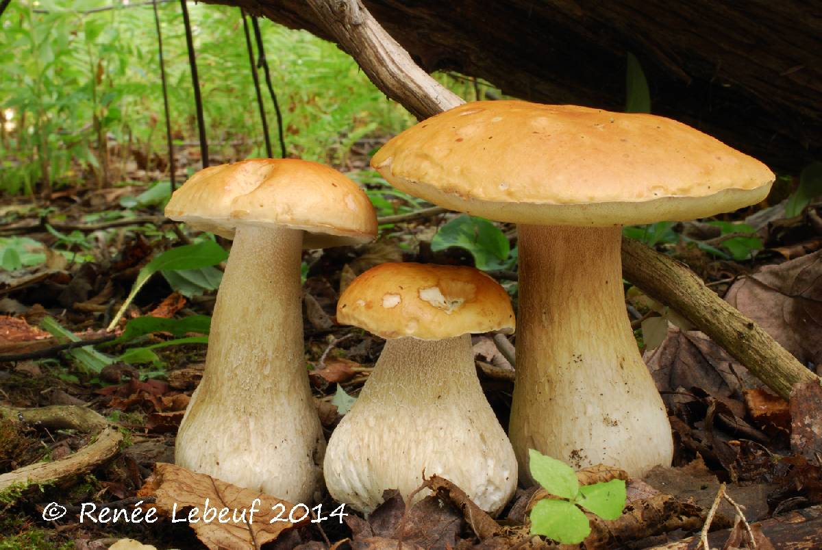 Boletus clavipes image