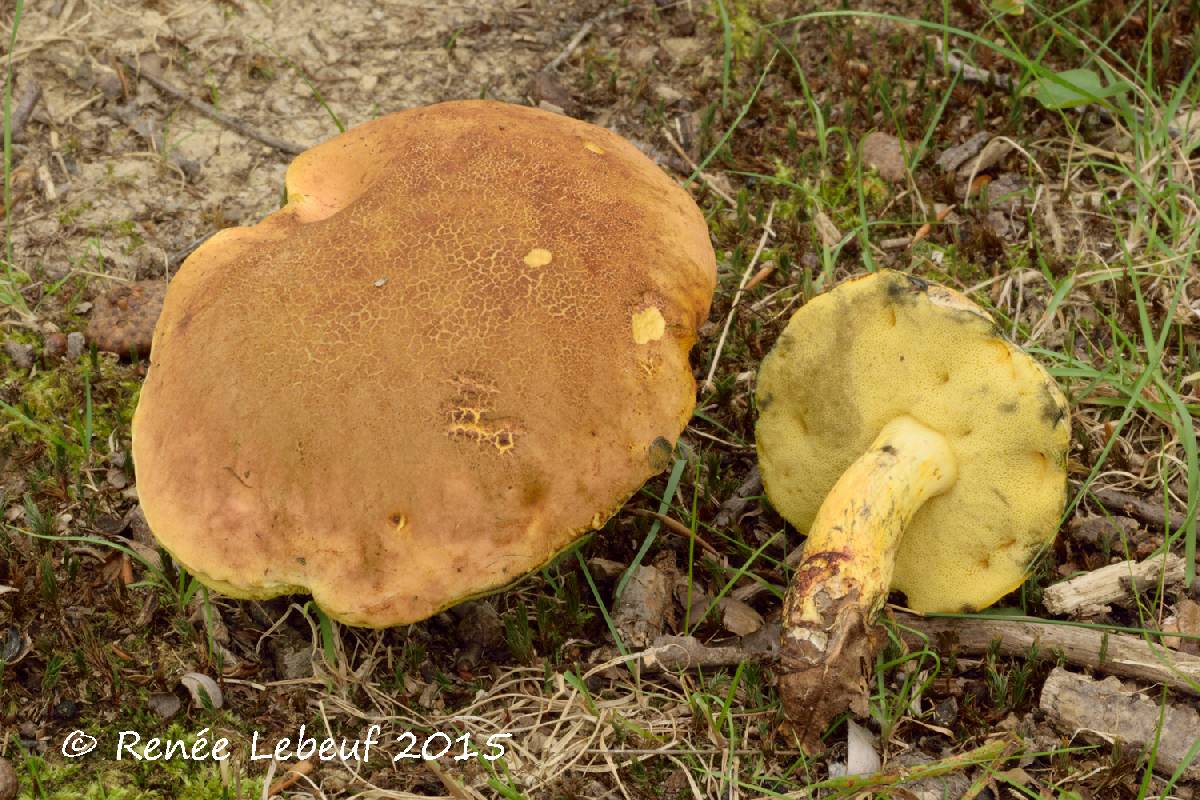 Boletus sensibilior image