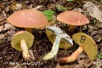 Boletus sensibilis image