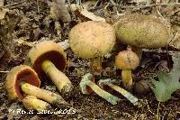 Boletus subluridellus image