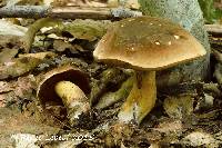 Boletus vermiculosoides image