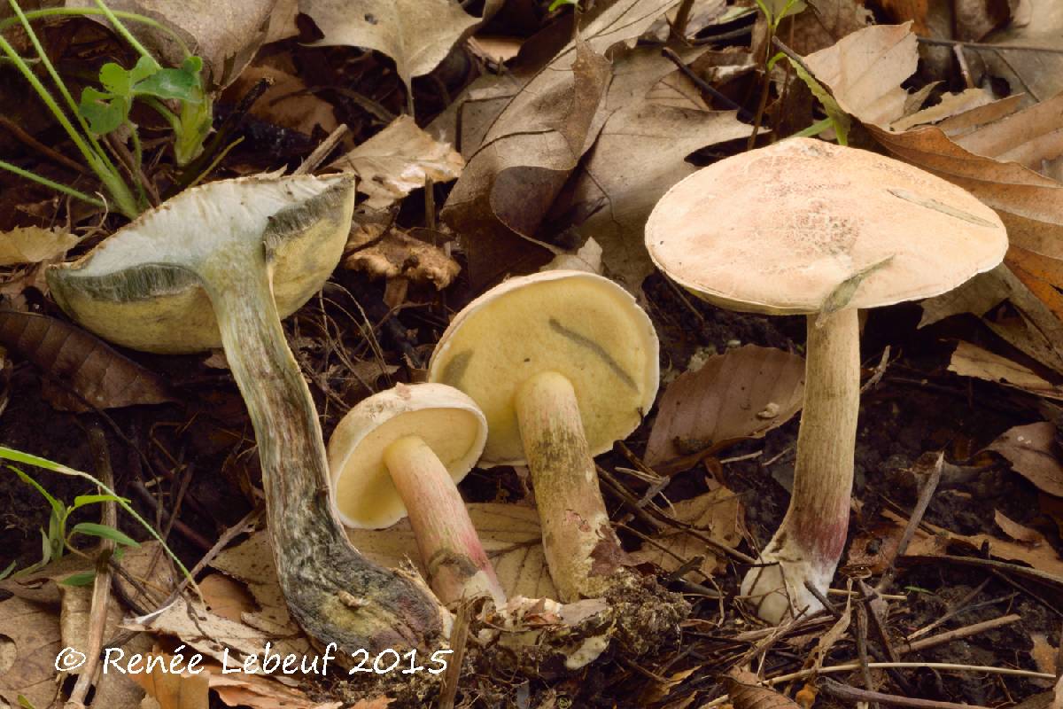 Boletus inedulis image