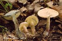 Image of Boletus inedulis