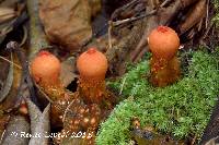 Calostoma cinnabarinum image