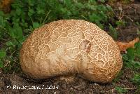 Calvatia craniiformis image