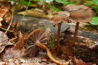 Image of Hygrophorus hymenocephalus