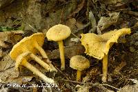 Cantharellus appalachiensis image