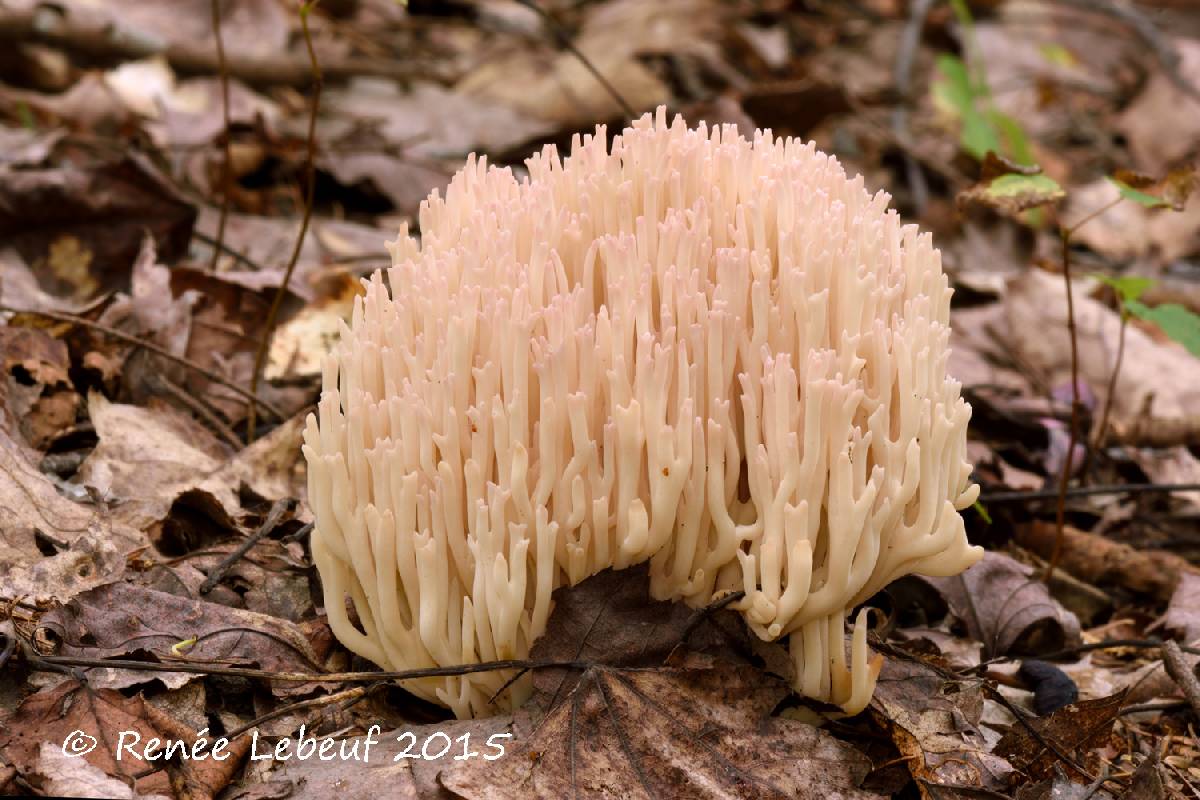 Clavaria arborea image