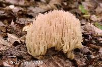 Image of Clavaria arborea