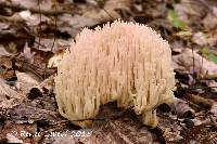 Image of Clavaria arborea