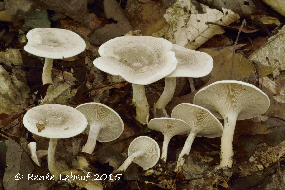 Rhodocybe popinalis image