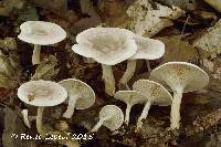 Rhodocybe popinalis image