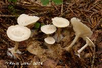 Clitocybe candicans image