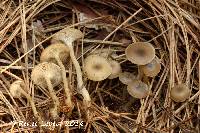 Clitocybe subditopoda image