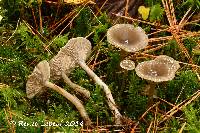 Clitocybe vibecina image