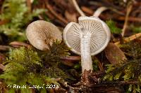 Clitocybe candicans image