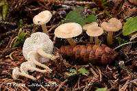 Clitocybe candicans image