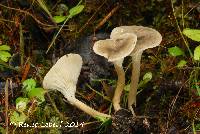 Clitocybe trulliformis image