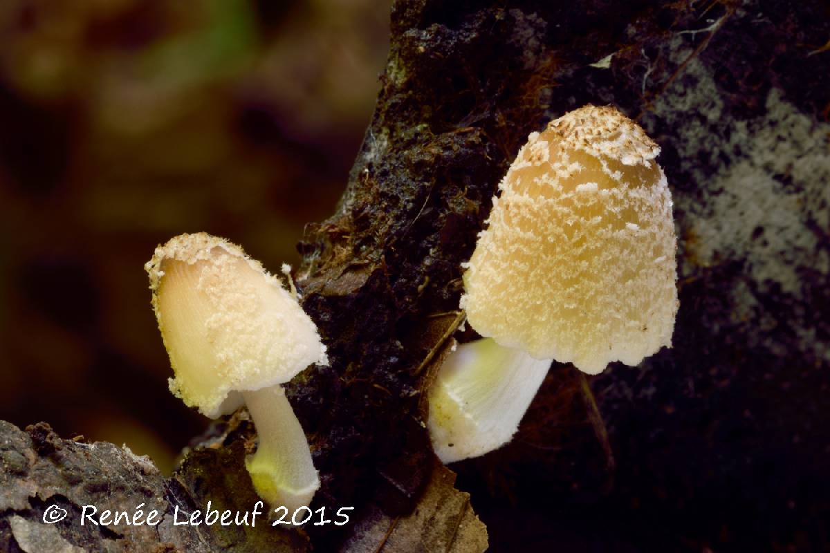 Coprinus laniger image