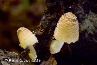 Image of Coprinus laniger