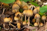 Coprinellus truncorum image