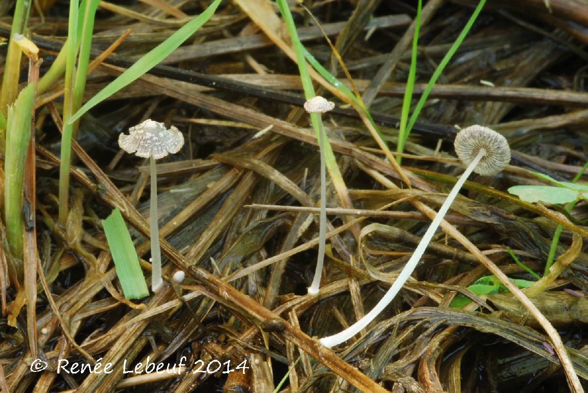 Coprinopsis friesii image