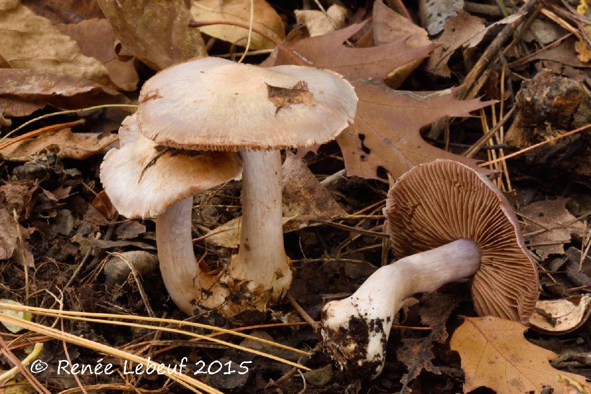 Cortinarius pseudophlegma image