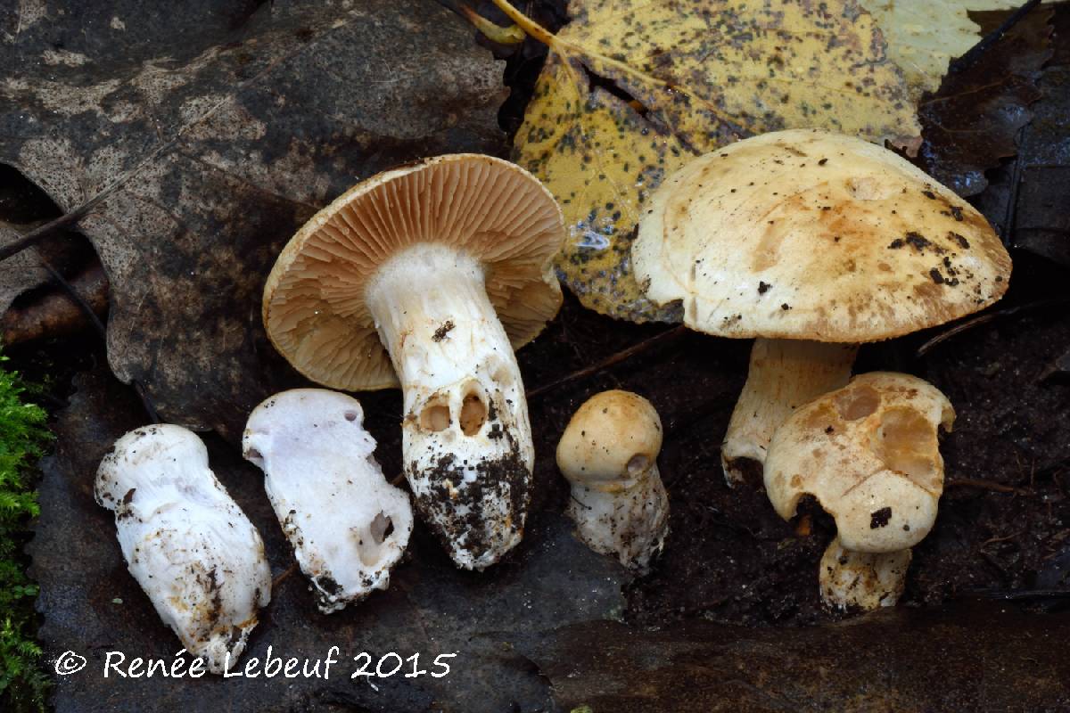 Cortinarius largus image