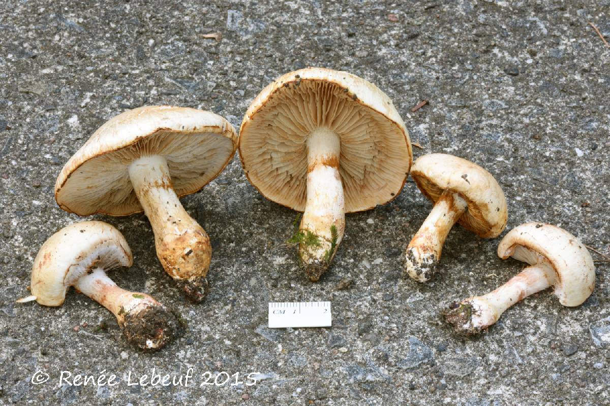 Cortinarius hedyaromaticus image