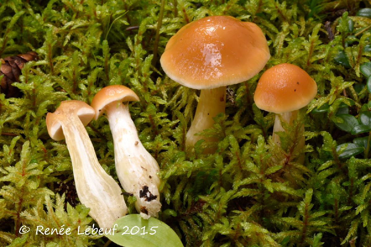 Cortinarius pluvius image