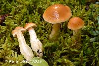 Image of Cortinarius pluvius