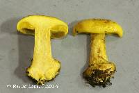 Cortinarius meinhardii image